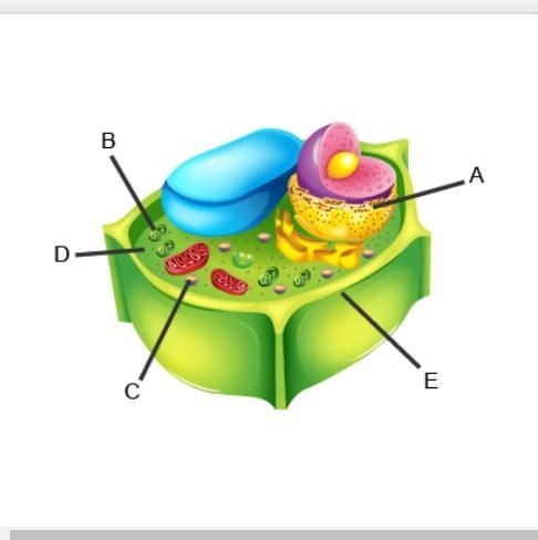 Identify the labeled structures. A: B: C: D: E:-example-1