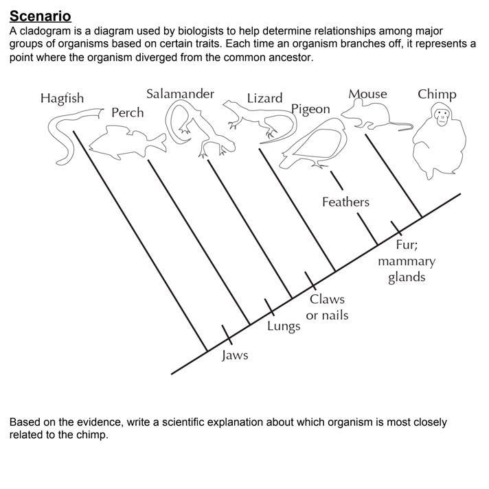 Based on the evidence, write a scientific explanation about which organism is most-example-1