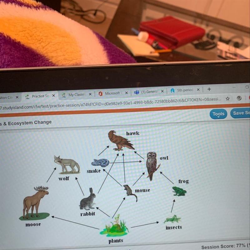 If a disease killed all of the frogs in the above food web, which population would-example-1