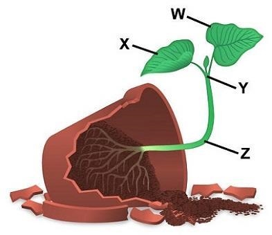 The diagram shows how a plant grew after being turned on its side. In which area is-example-1