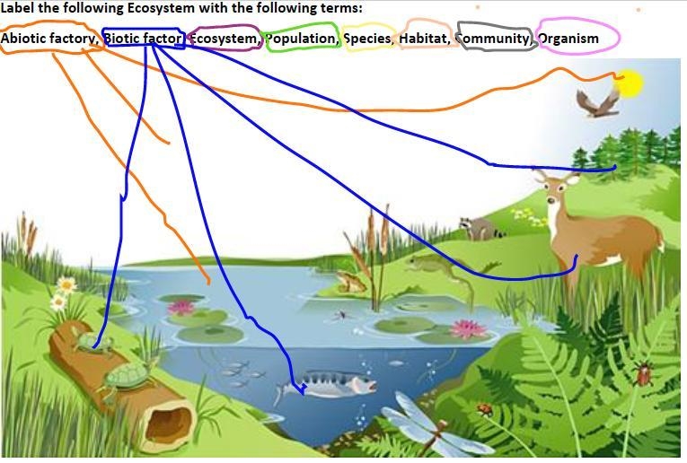 Label the following Ecosystem with the following terms: Abiotic factory, Biotic factor-example-1