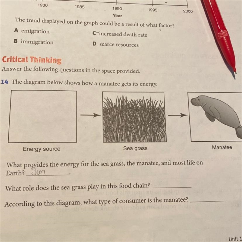 What role does the sea grass play in this food chain?-example-1