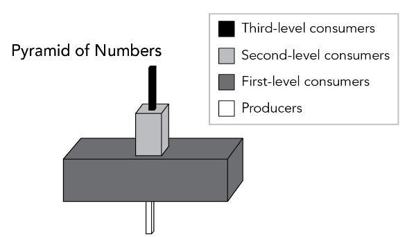 This pyramid of numbers is modeling organisms within an ecosystem. Which of the feeding-example-1