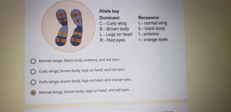 What will be the phenotype of the fly that grows from the fertilized cell shown below-example-1