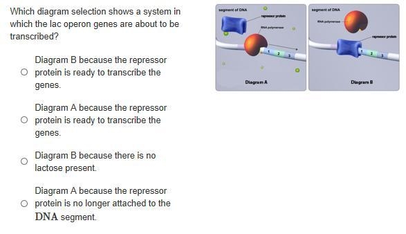 Which diagram selection shows a system in which the lac operon genes are about to-example-1