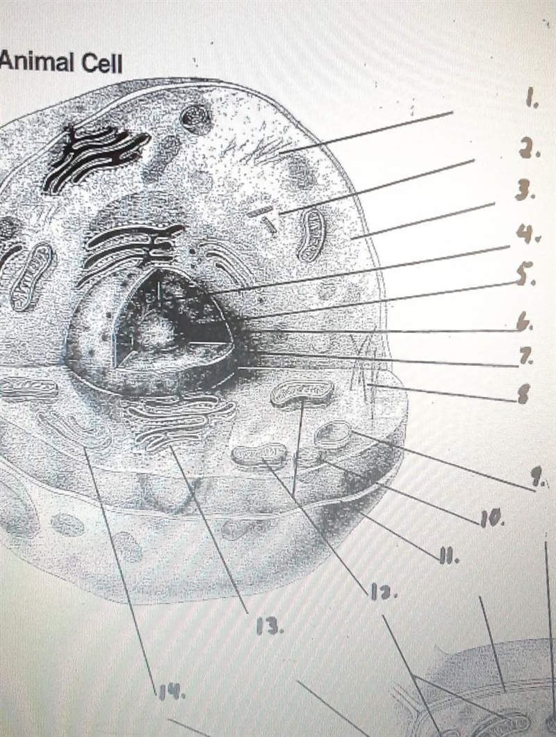 Typical Animal Cell I need help with the diagram ​-example-1