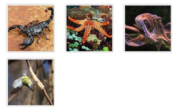 Put each of these animals in one of these categories. ⇒ Lacks Colored Blood ⇒has a-example-1