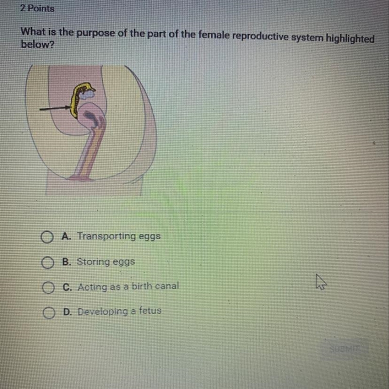 What is the purpose of the part of the female reproductive system highlighted below-example-1