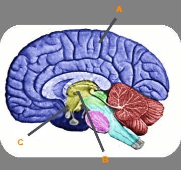 Identify the structures of the brain. Label A Label B Label C-example-1