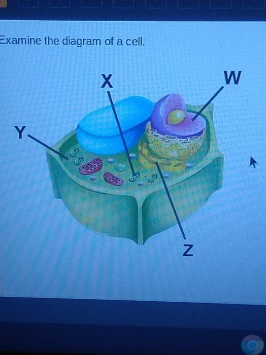 Examine the diagram of a cell. Which accurately labels the cytoplasm?-example-1