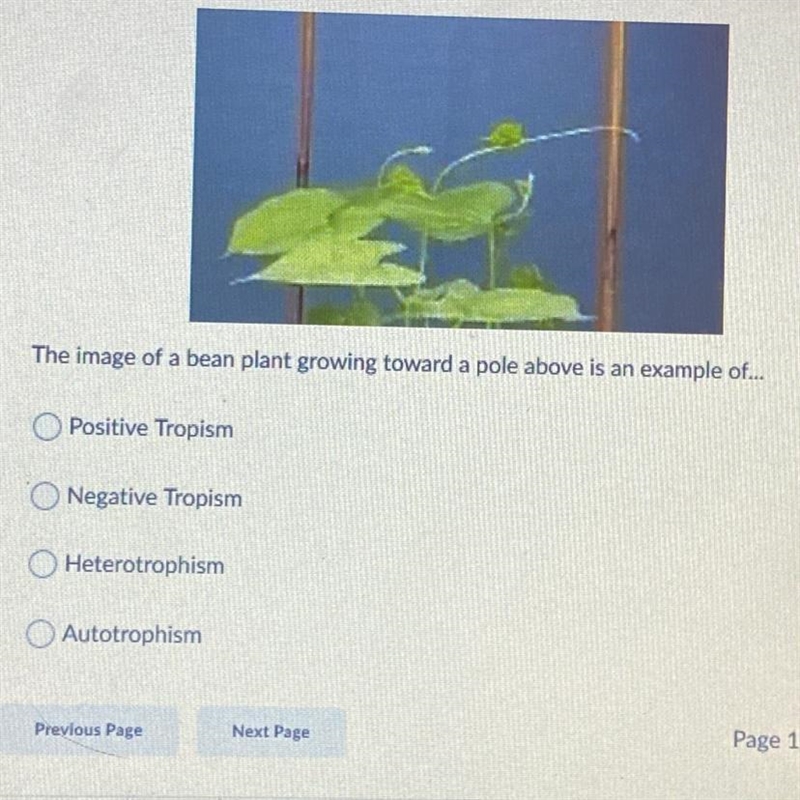 What Tropism is a bean plant growing toward a pole?-example-1