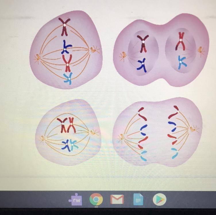 Which image shows what the cell would look like in the next step?-example-1