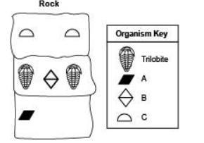 The diagram below shows the layers of a rock having a trilobite: Which statement about-example-1