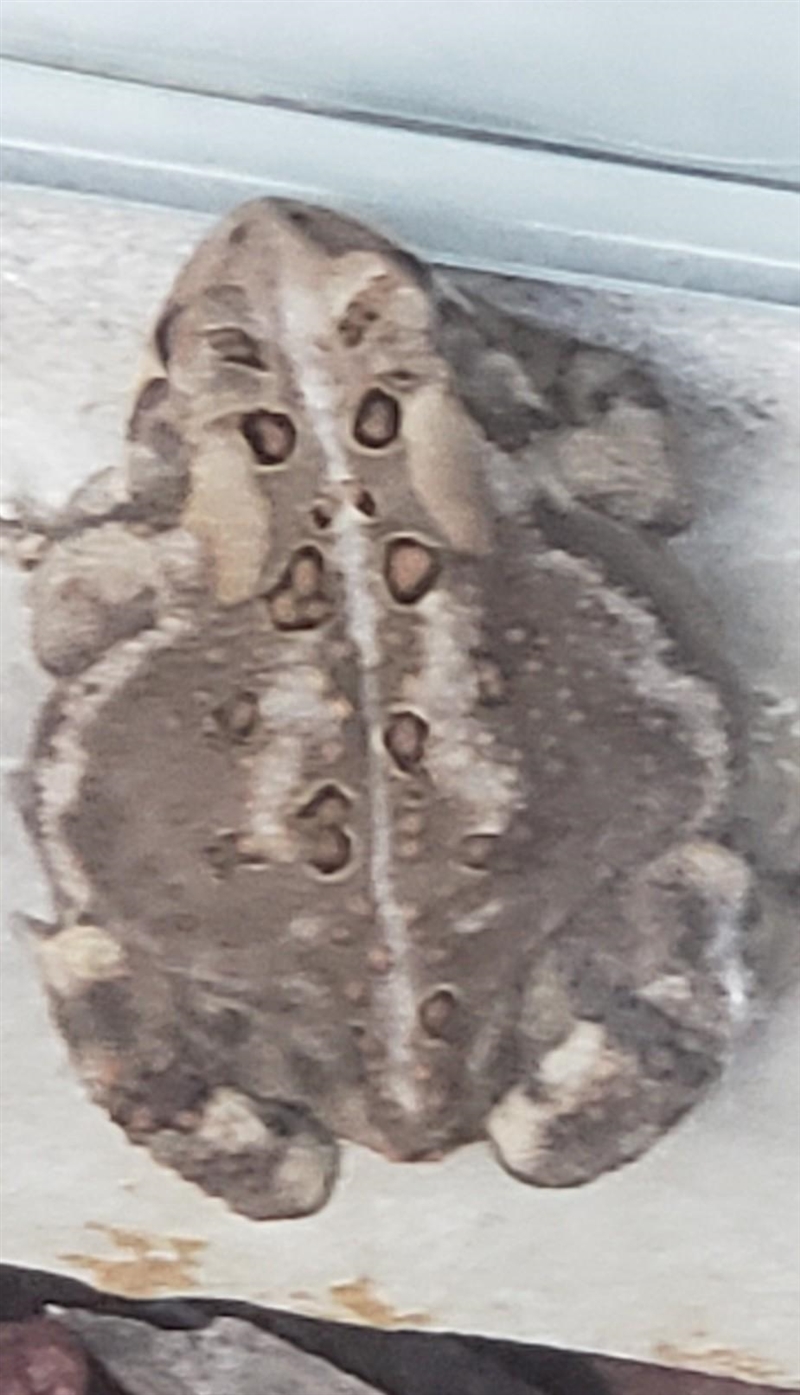 What is this type of frog? is it poisonous? ​-example-1