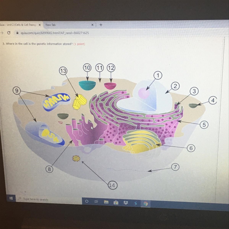 Where in the cell is the genetic information stored?-example-1