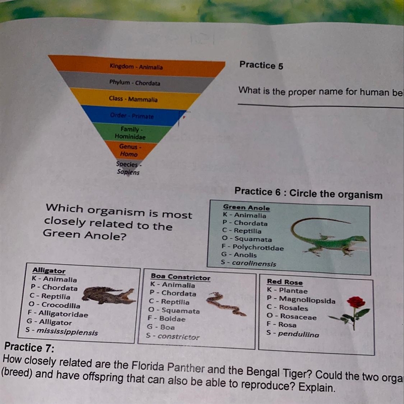 Which organism is most closely related to the Green Anole? A-alligator B-Boa Constrictor-example-1