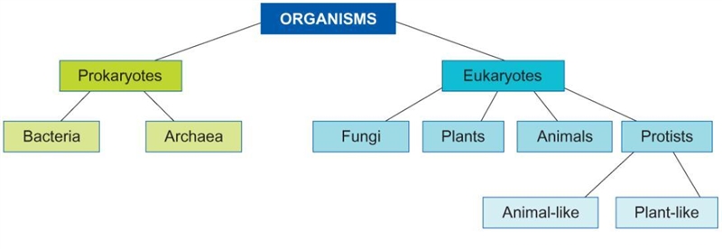 PLEASE HELP 2. Using the classification tree shown, how would you classify an autotrophic-example-1