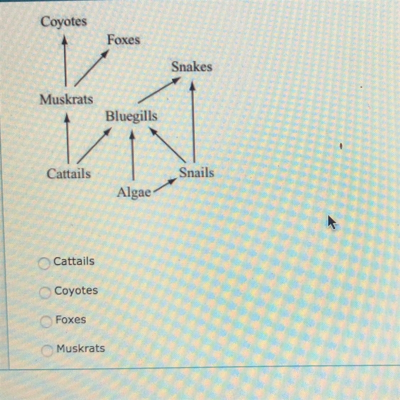 A partial food web is shown below. Which of the following organisms has the greatest-example-1