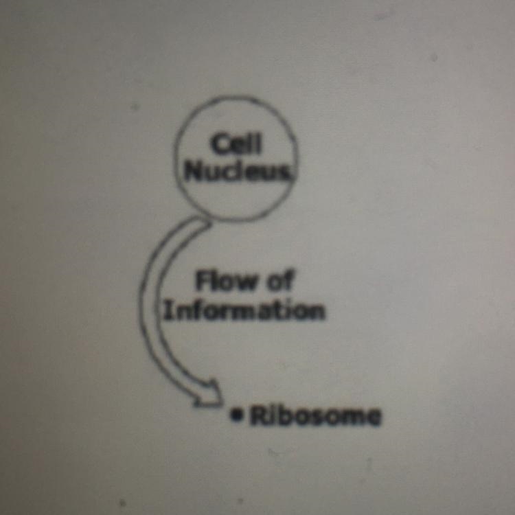 The arrow in the diagram represents the movement of which molecular structurel a. DNA-example-1