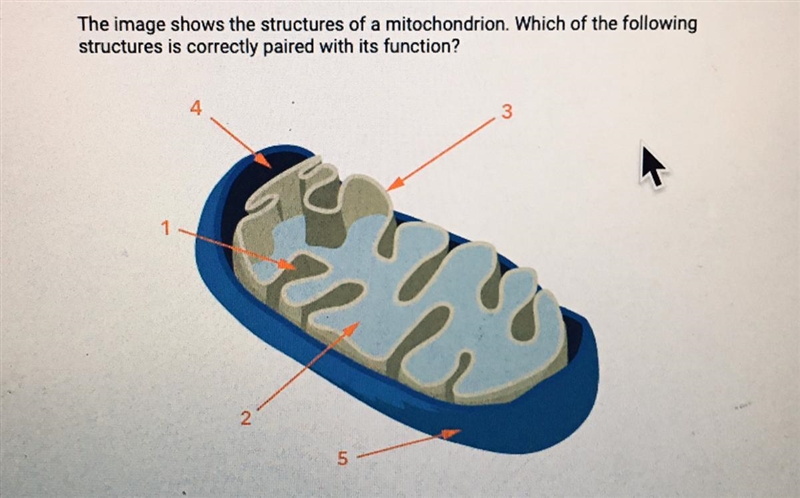 HELP! QUICK A. 2: Electron transport chain B. 3: Oxidative phosphorylation C. 1: Glycolysis-example-1