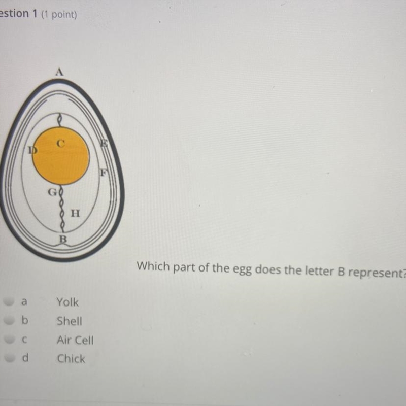 Which part of the egg does the letter B represent-example-1