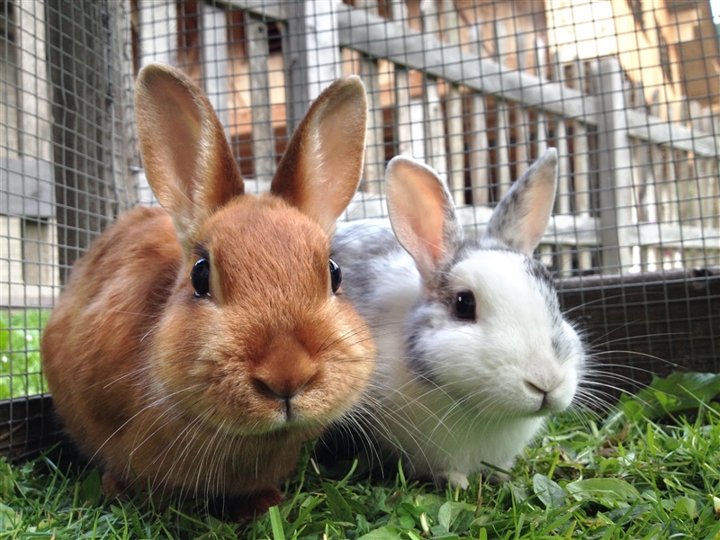 My bunnies Lola (gray and white) and Sylvester (brown)-example-1