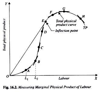 Graphically illustrate her total, marginal and average product curves as well as her-example-2