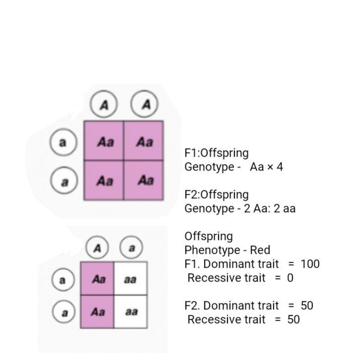 If allele A is a dominant allele that produces red flower. Allele a is a recessive-example-1