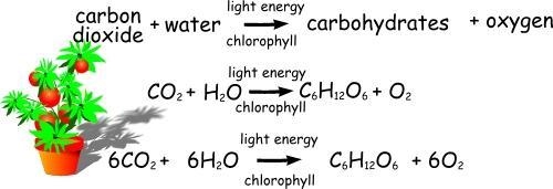 In addition to carbon dioxide, ______ is a reactant of photosynthesis. A oxygen B-example-2