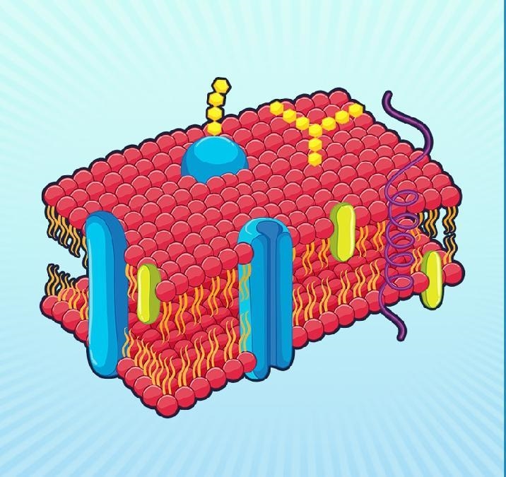 Refer to Animation: Fluid Mosaic Model. Although the phospholipid molecules can be-example-1