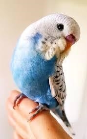 What happens to birds that don’t get sold in the pet store?-example-1