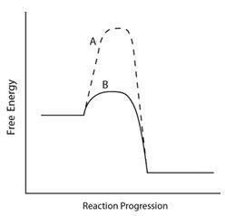 Consider the energy diagram below. Which line indicates a higher reaction rate? A-example-1