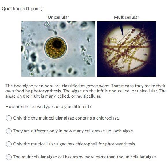 The two algae seen here are classified as green algae. That means they make their-example-1