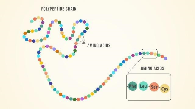 Explain the structural relationship between amino acids and proteins￼-example-2