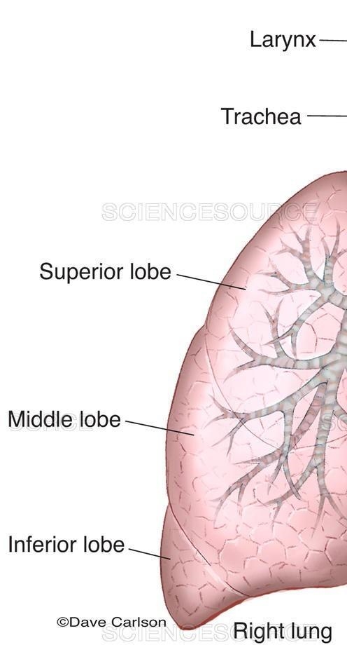 Illustrate the respiratory system​-example-1