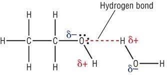 Draw illustrations to show how water forms hydrogen bond with ethanol. ​-example-1