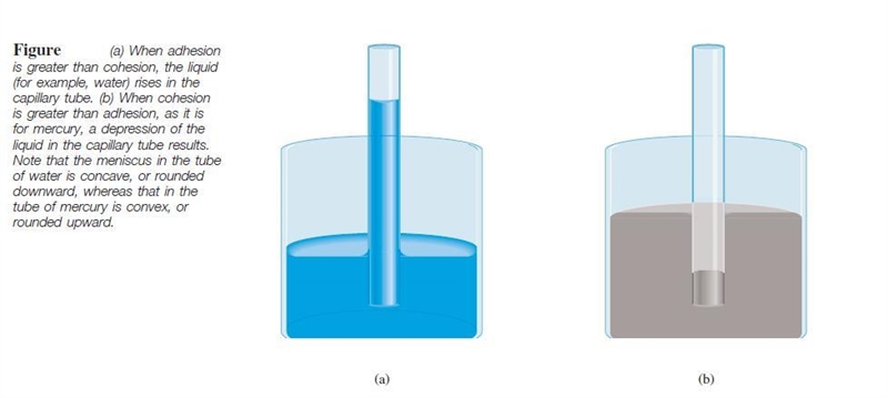 Explain why different liquids do not reach the same height in capillary tubes of the-example-1