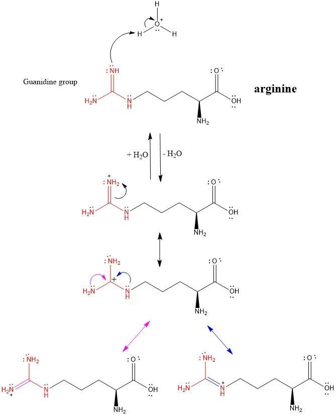 Explain why, when the guanidino group of arginine is protonated, the double-bonded-example-1