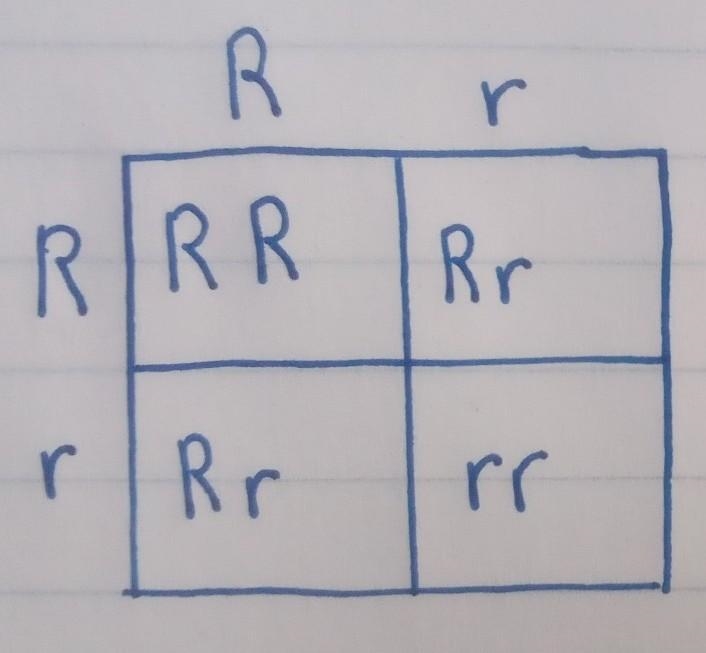 Punnet squares, help how do I do this-example-1