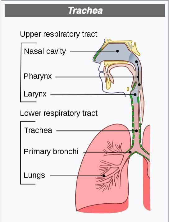 Trachea Meaning of trachea-example-1