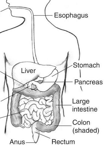 Draw a well-labelled diagram showing how your body digests food​-example-1