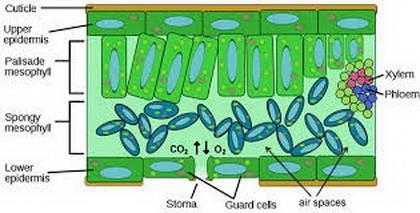 1. What was the purpose of creating a sodium bicarbonate solution? What was the purpose-example-1