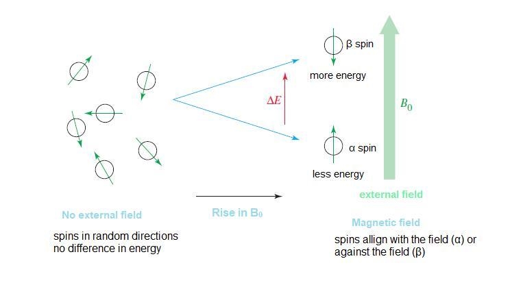 What is the function of the magnet in NMR? A) It limits the nuclear spin to certain-example-1