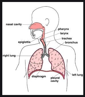 The diagram below shows the main parts of the respiratory system. Nose ch 3 Lungs-example-1