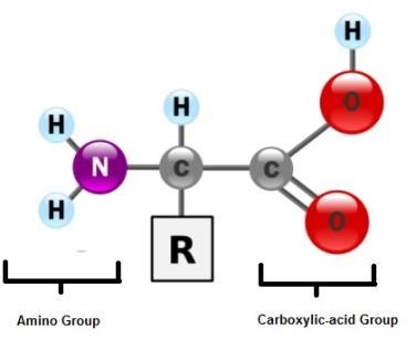 Explain the structural relationship between amino acids and proteins￼-example-1