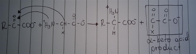 Draw the α-keto acid product of the transamination of an α-keto acid with an amino-example-1