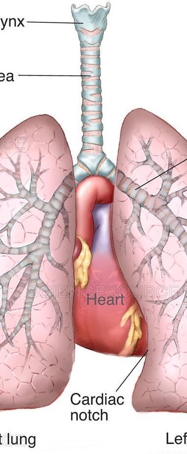 Illustrate the respiratory system​-example-2