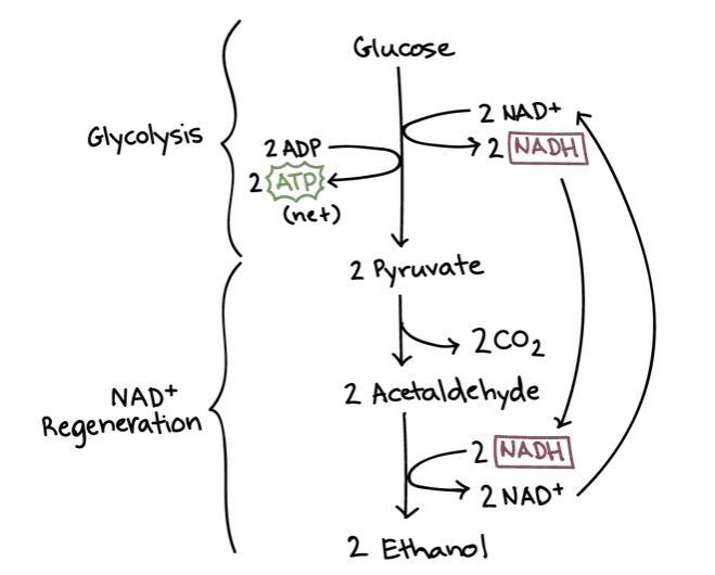 In yeast, ethanol is produced from glucose under anaerobic conditions. A cell‑free-example-1