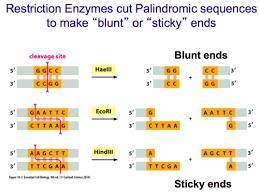 What is restriction enzymes and what is it’s purpose?-example-1