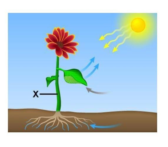 The diagram illustrates photosynthesis. Which best describes what is happening in-example-1